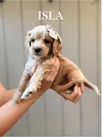 Isla Cockapoo , a female Cockapoo for sale in High Point, NC – 3 of 9