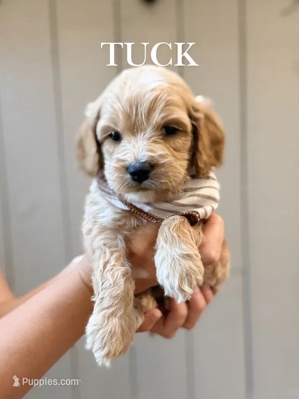 Tuck – Cockapoo puppy for sale in High Point, NC