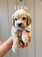 Tuck, a male Cockapoo for sale in High Point, NC – 1 of 9