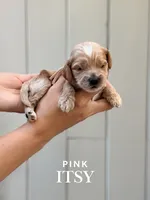 Itsy, a female Cockapoo and Cocker Spaniel for sale in High Point, NC – 3 of 3