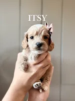 Itsy, a female Cockapoo and Cocker Spaniel for sale in High Point, NC – 2 of 3