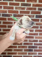 Clyde, a female Cockapoo and Cocker Spaniel for sale in High Point, NC – 6 of 7