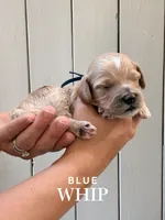 Whip, a female Cockapoo and Cocker Spaniel for sale in High Point, NC – 4 of 8