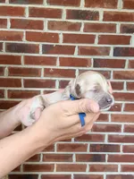 Whip, a female Cockapoo and Cocker Spaniel for sale in High Point, NC – 7 of 8