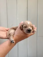 Tuck, a female Cockapoo and Cocker Spaniel for sale in High Point, NC – 6 of 6