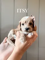 Itsy, a female Cockapoo and Cocker Spaniel for sale in High Point, NC – 1 of 3