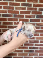 Whip, a female Cockapoo and Cocker Spaniel for sale in High Point, NC – 8 of 8
