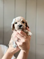 Bonnie, a female Cockapoo and Cocker Spaniel for sale in High Point, NC – 2 of 7