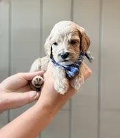 Whip, a female Cockapoo and Cocker Spaniel for sale in High Point, NC – 3 of 8