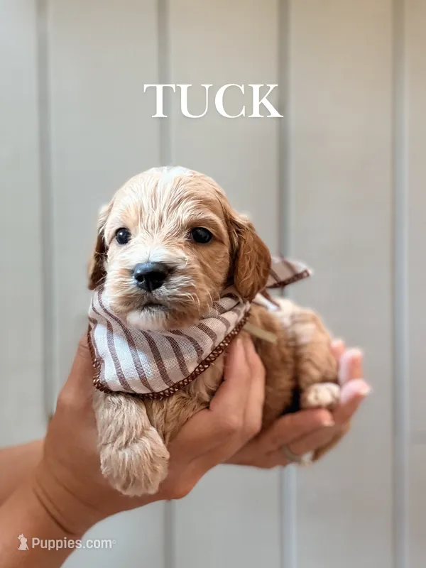 Tuck – Cockapoo, Cocker Spaniel puppy for sale in High Point, NC