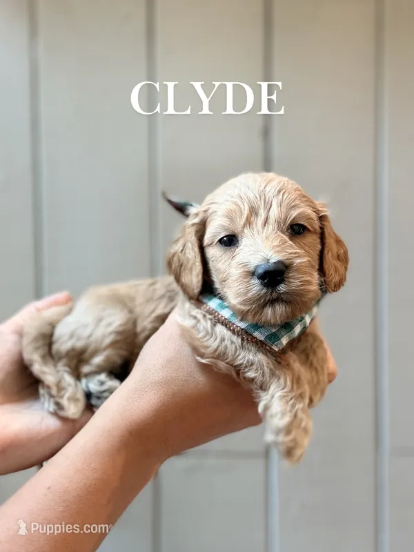 Clyde – Cockapoo, Cocker Spaniel puppy for sale in High Point, NC