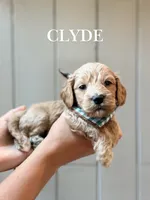 Clyde, a female Cockapoo and Cocker Spaniel for sale in High Point, NC – 1 of 7
