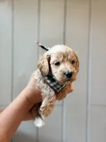 Clyde, a female Cockapoo and Cocker Spaniel for sale in High Point, NC – 3 of 7