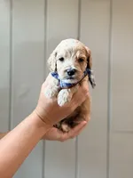 Whip, a female Cockapoo and Cocker Spaniel for sale in High Point, NC – 2 of 8