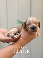 Clyde, a female Cockapoo and Cocker Spaniel for sale in High Point, NC – 4 of 7