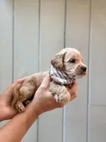 Tuck, a female Cockapoo and Cocker Spaniel for sale in High Point, NC – 3 of 6