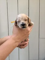 Bonnie, a female Cockapoo and Cocker Spaniel for sale in High Point, NC – 5 of 7