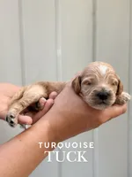 Tuck, a female Cockapoo and Cocker Spaniel for sale in High Point, NC – 4 of 6