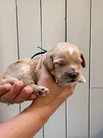 Whip, a female Cockapoo and Cocker Spaniel for sale in High Point, NC – 6 of 8