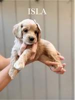 Isla Cockapoo , a female Cockapoo for sale in High Point, NC – 2 of 9