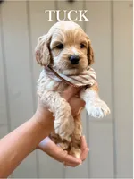 Tuck, a male Cockapoo for sale in High Point, NC – 3 of 9