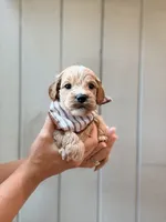 Tuck, a female Cockapoo and Cocker Spaniel for sale in High Point, NC – 2 of 6
