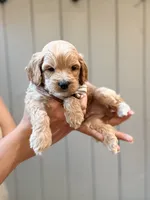 Tuck, a male Cockapoo for sale in High Point, NC – 2 of 9