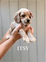 Itsy, a female Cockapoo for sale in High Point, NC – 2 of 6
