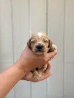 Tuck, a female Cockapoo and Cocker Spaniel for sale in High Point, NC – 5 of 6