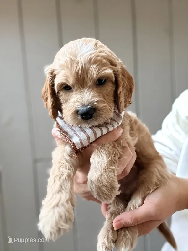 Tuck – Cockapoo puppy for sale in High Point, NC