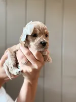 Bonnie, a female Cockapoo and Cocker Spaniel for sale in High Point, NC – 3 of 7
