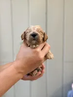 Clyde, a female Cockapoo and Cocker Spaniel for sale in High Point, NC – 5 of 7