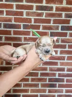 Clyde, a female Cockapoo and Cocker Spaniel for sale in High Point, NC – 7 of 7