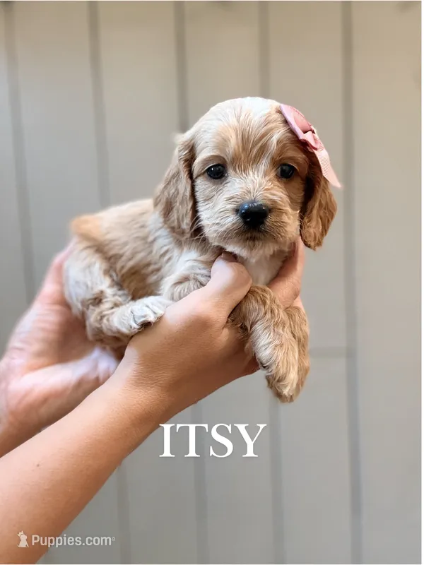 Itsy – Cockapoo puppy for sale in High Point, NC