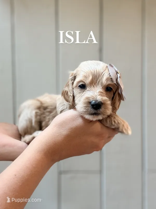 Isla Cockapoo  – Cockapoo, Cocker Spaniel puppy for sale in High Point, NC
