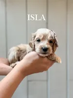 Isla Cockapoo , a female Cockapoo and Cocker Spaniel for sale in High Point, NC – 1 of 6