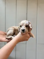 Isla Cockapoo , a female Cockapoo and Cocker Spaniel for sale in High Point, NC – 3 of 6