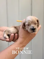 Bonnie, a female Cockapoo and Cocker Spaniel for sale in High Point, NC – 4 of 7