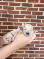 Bonnie, a female Cockapoo and Cocker Spaniel for sale in High Point, NC – 6 of 7