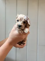 Isla Cockapoo , a female Cockapoo and Cocker Spaniel for sale in High Point, NC – 2 of 6