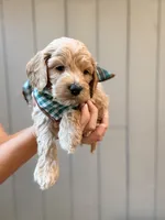 Clyde, a male Cockapoo for sale in High Point, NC – 2 of 9