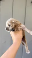 Isla Cockapoo , a female Cockapoo and Cocker Spaniel for sale in High Point, NC – 5 of 6