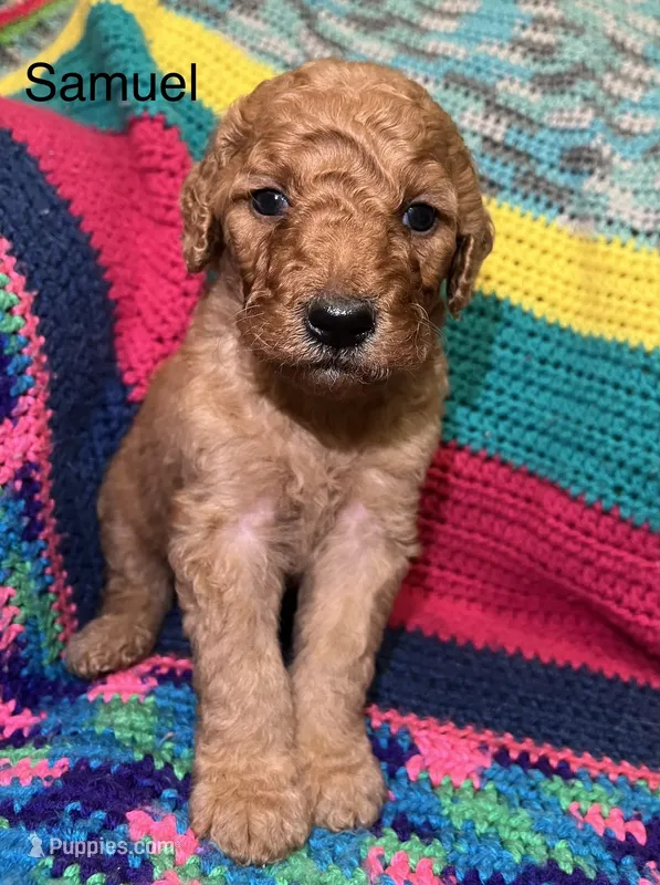 Samuel – Goldendoodle puppy for sale in Liberal, MO