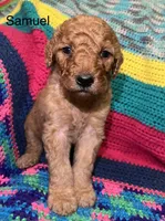 Samuel, a male Goldendoodle for sale in Liberal, MO – 5 of 7