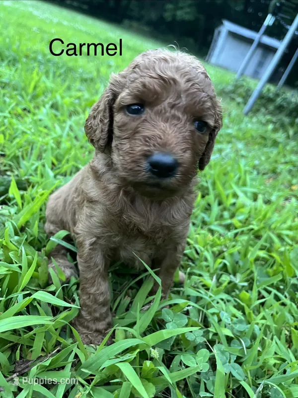 Carmel – Goldendoodle puppy for sale in Liberal, MO