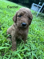 Carmel, a female Goldendoodle for sale in Liberal, MO – 1 of 1