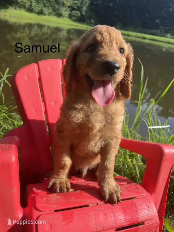 Samuel – Goldendoodle puppy for sale in Liberal, MO