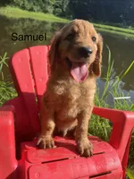 Samuel, a male Goldendoodle for sale in Liberal, MO – 4 of 7