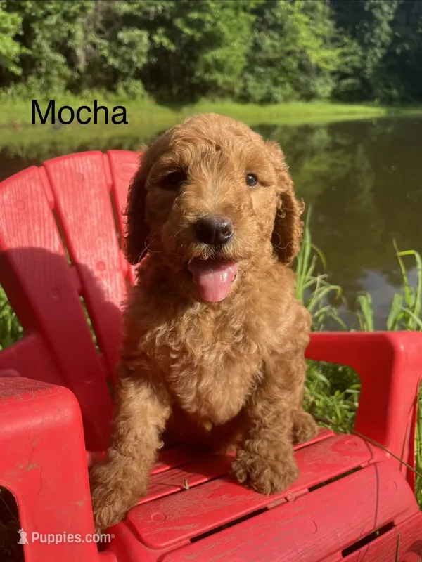 Mocha – Goldendoodle puppy for sale in Liberal, MO