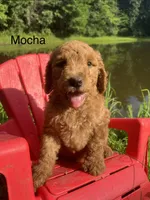 Mocha, a female Goldendoodle for sale in Liberal, MO – 2 of 5